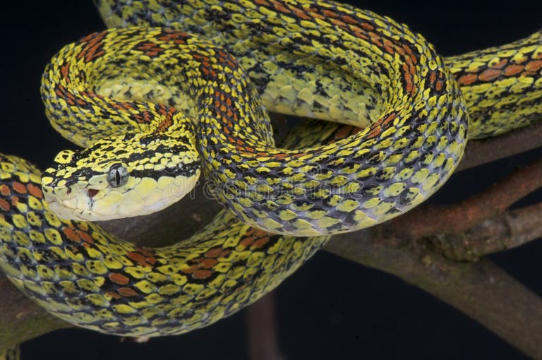 8,291 Species Subspecies Stock Photos - Free & Royalty-Free Stock