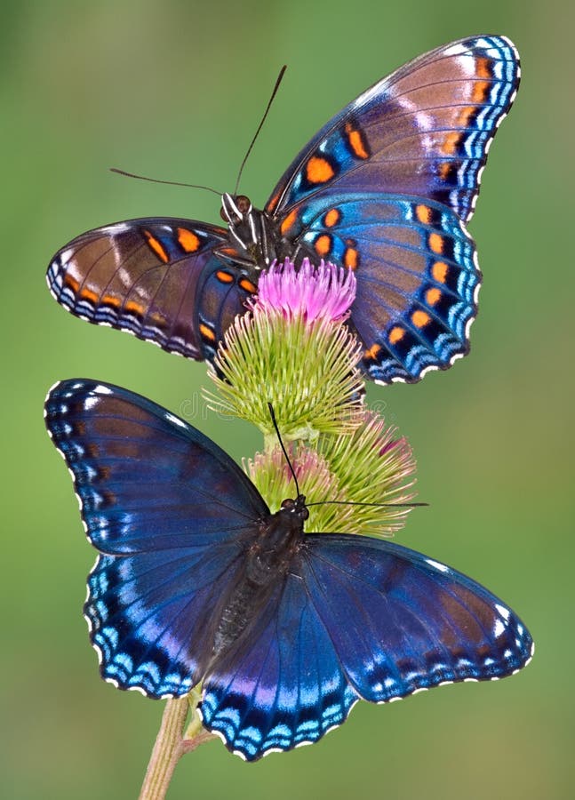 Dos púrpura mariposas Ellos son sobre el cardo.