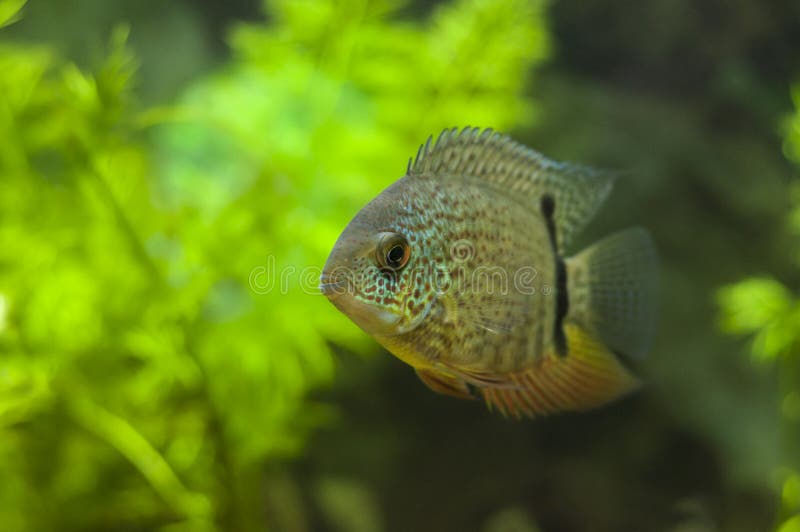 Red Spotted Turquoise Severum Stock Image - Image of sevrum, lake: 28606875