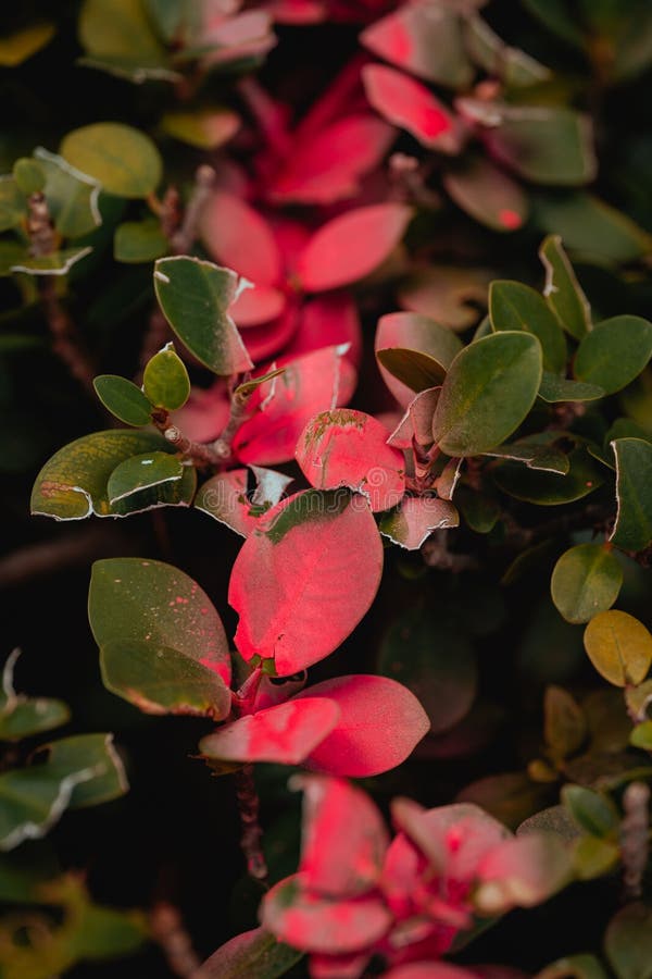 Red Spray Paint Spread on Bushes Stock Image Image of people, dark