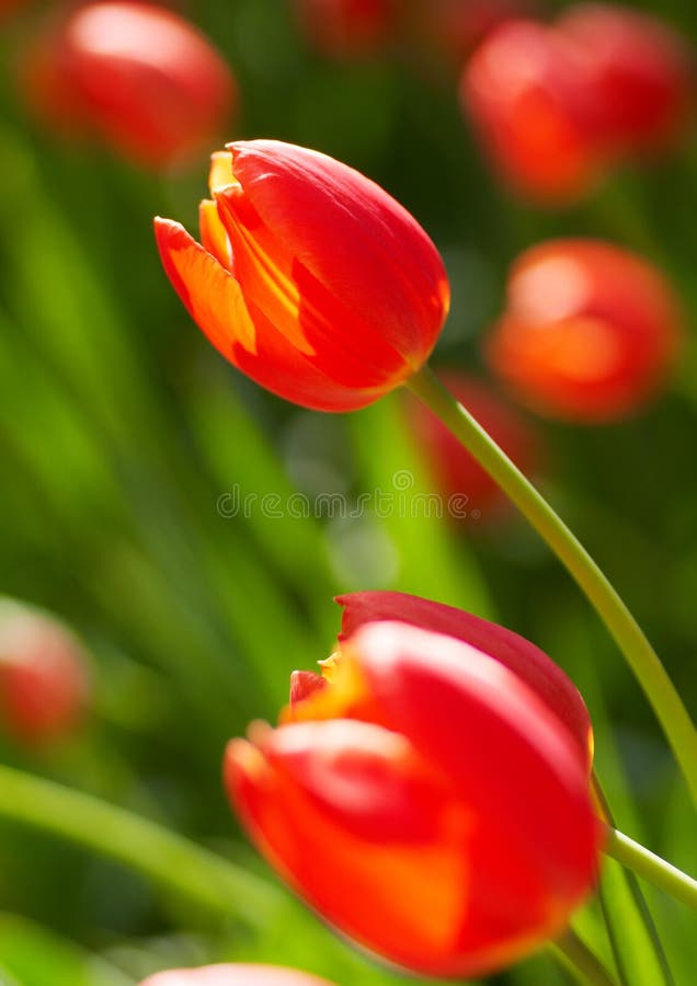 Red spring bulbs