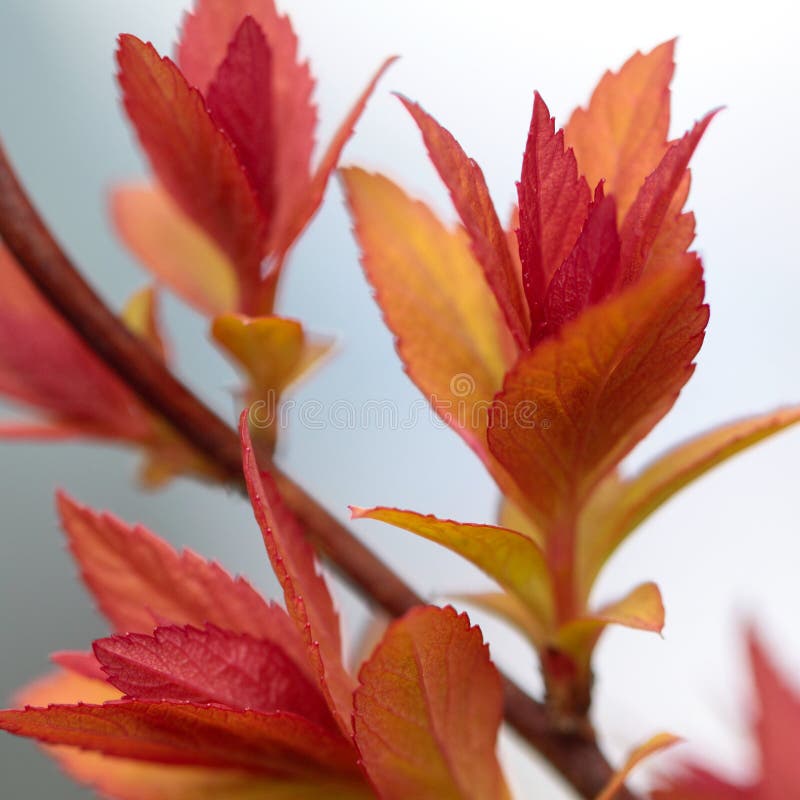 Red spring leafs