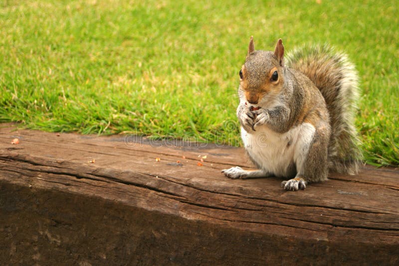 Red Squirrel royalty free stock photo Red Squirrel royalty free stock photo