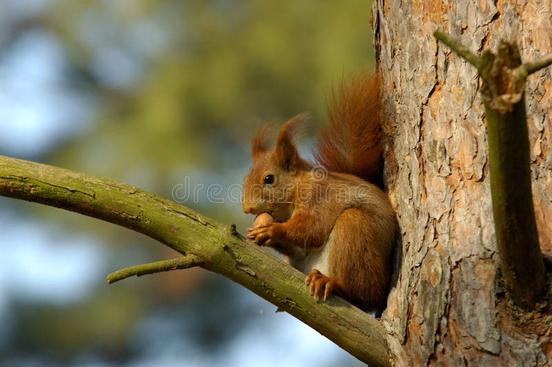 RED SQUIRREL