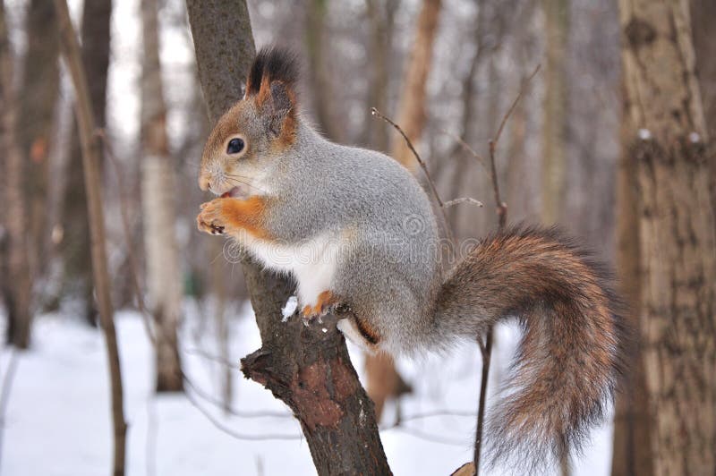 Red squirrel.