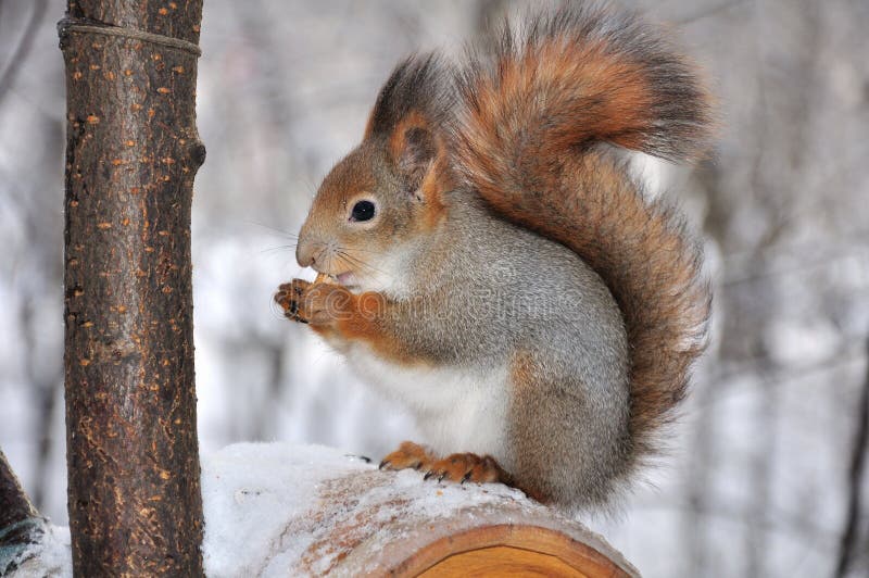 Red squirrel.