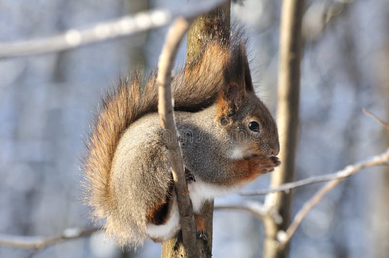 Red squirrel.