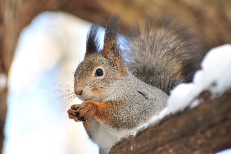 Red squirrel.