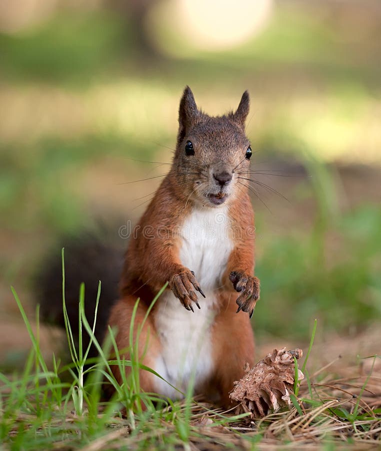 Red squirrel