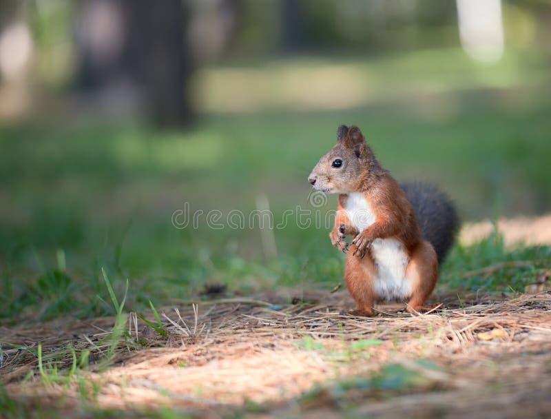 Red squirrel