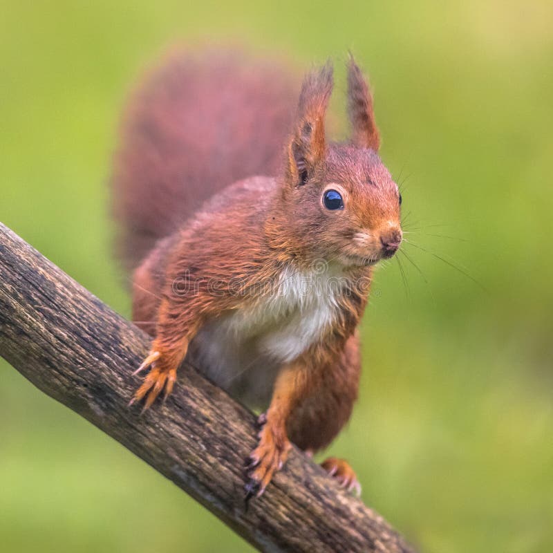 Red squirrel alert