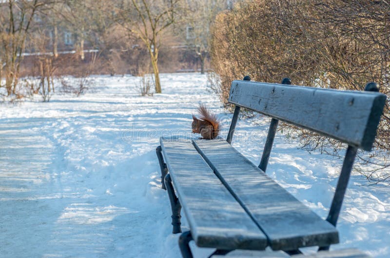 The red squirrel bites a nut on a bench in Åazienki Park in Warsaw.