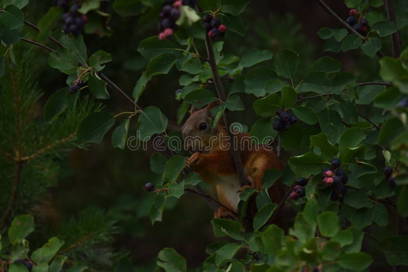 Squirrel Eating Berries on a Tree Stock Photo Image of garden, nature 215017976