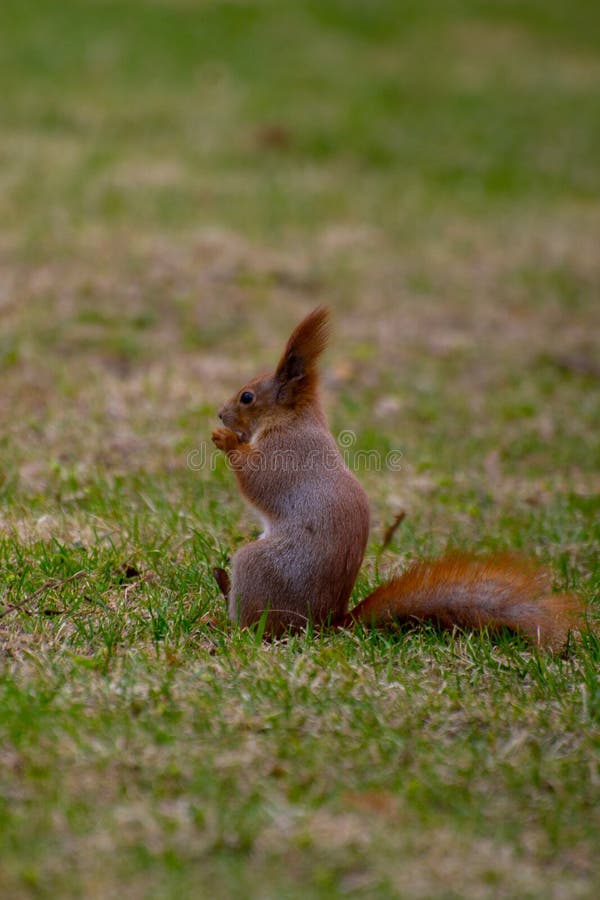 Red Squirrel Eating on the Grass Stock Photo Image of forest, green