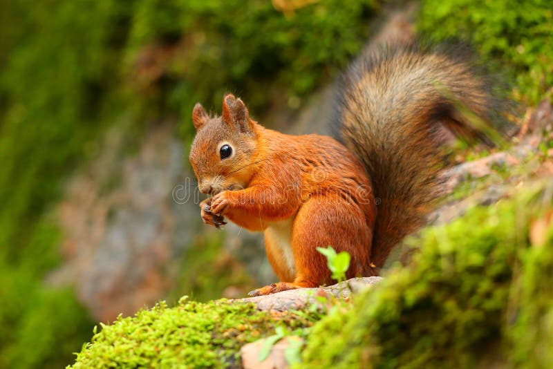 Red squirrel eating with green background stock photos