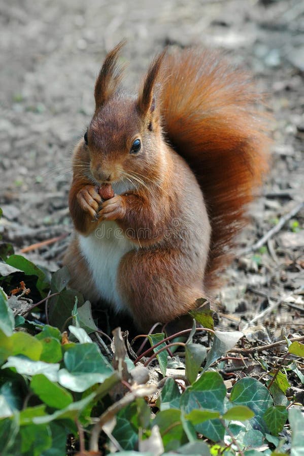 Red squirrel eating a hazelnut