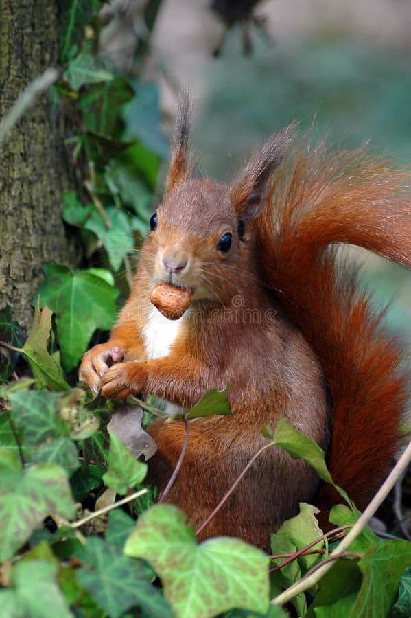 Red squirrel eating a hazelnut