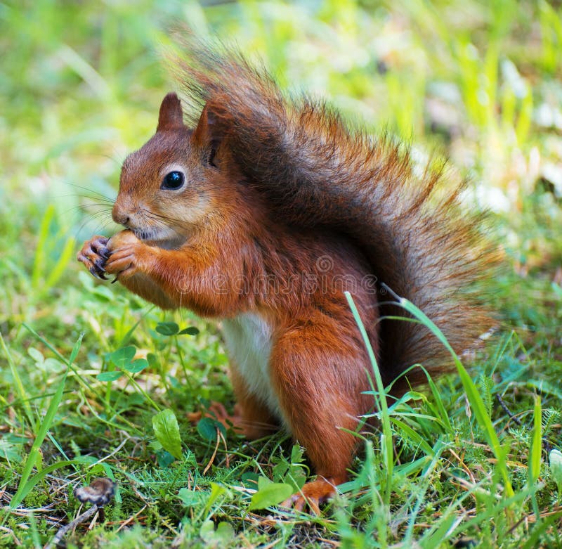 Red squirrel.