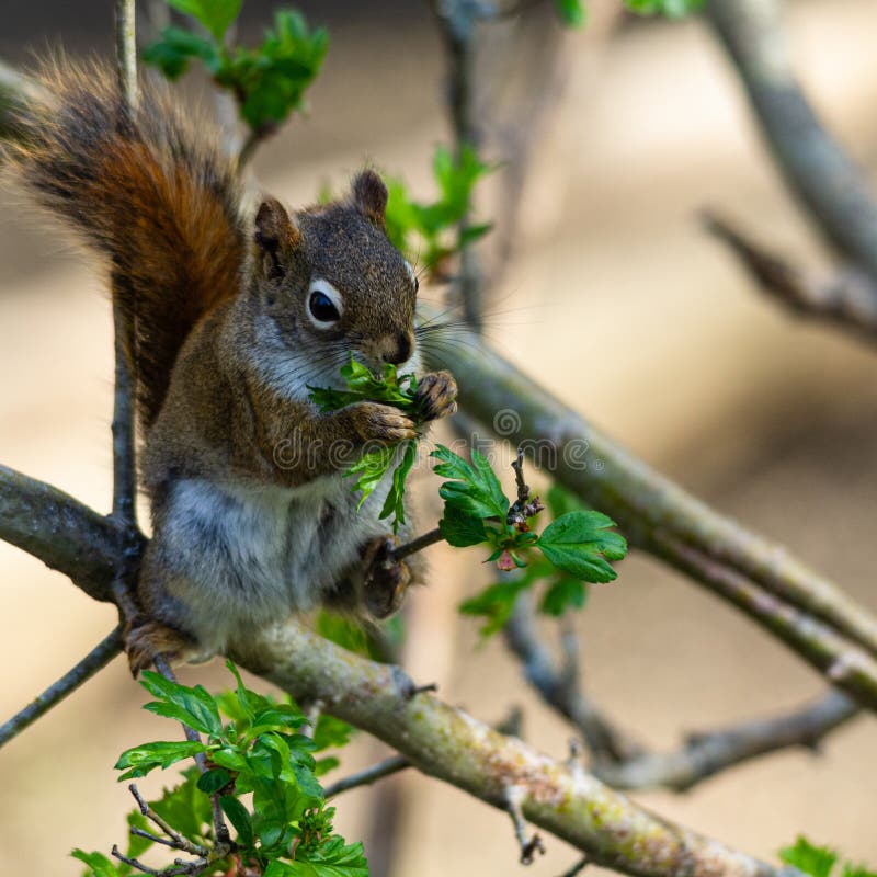 Red Squirrel Eating Leaves. Stock Photo Image of natural, munching