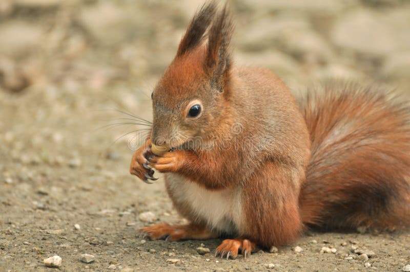 Red Squirrel