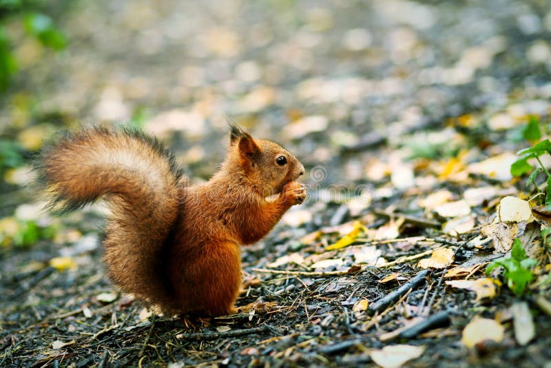 Red squirrel eating nut on the ground among fallen leaves