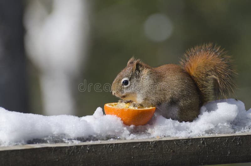 Red Squirrel Eating an Orange stock photos
