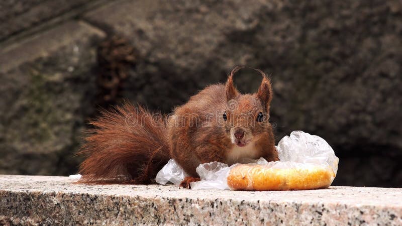 Red squirrel eating pastry on stone ledge with plastic wrapper stock image
