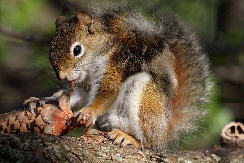 Red Squirrel