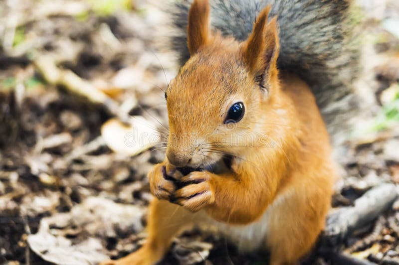 Red squirrel eating pine nuts from a human hand