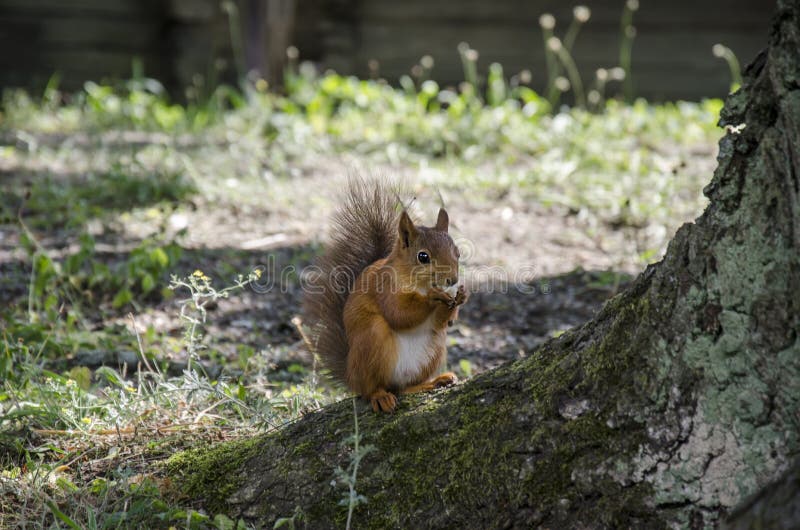 Red squirrel eats bread on the ground, Sweden royalty free stock photography