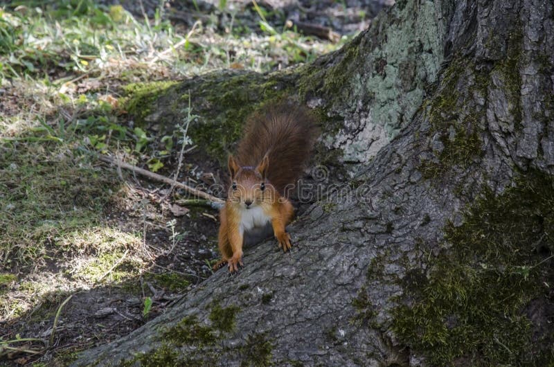 Red squirrel eats bread on the ground, Sweden stock photo