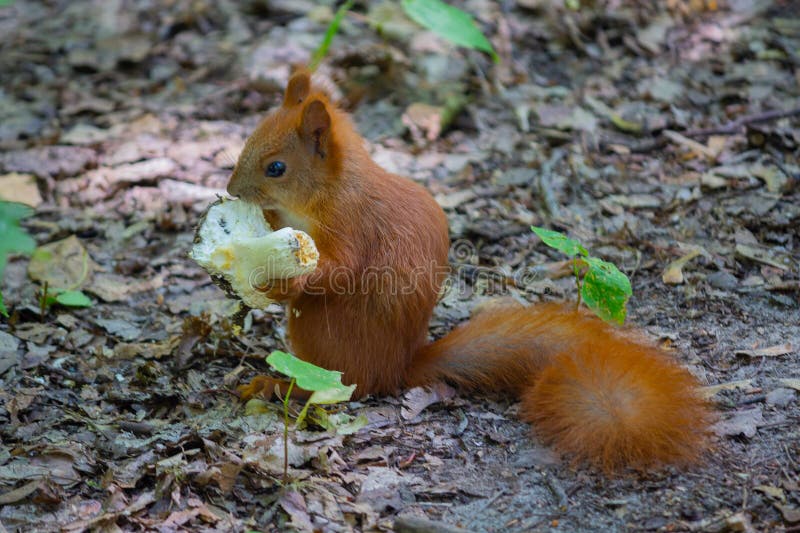 Red squirrel eats a mushroom in the park stock images