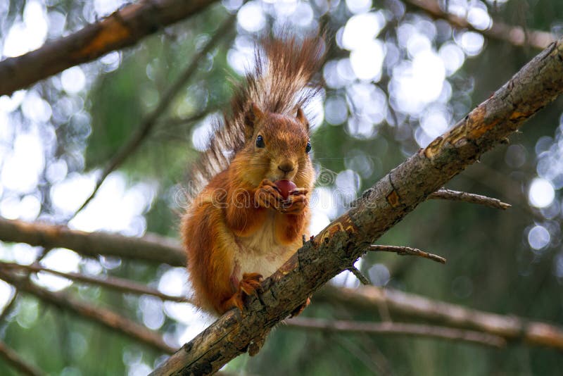 Squirrel eats a nut stock image