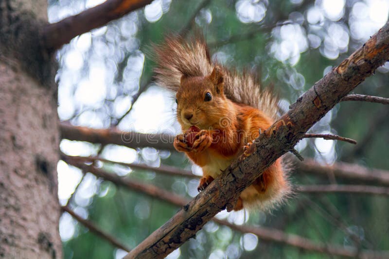 Squirrel eats a nut royalty free stock photo