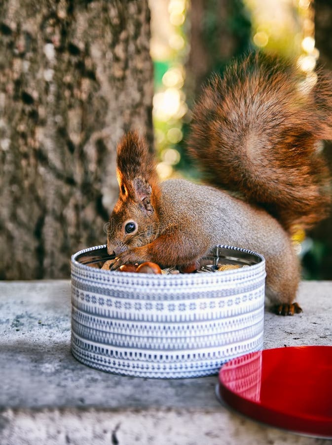 Red squirrel eats a nut royalty free stock photos