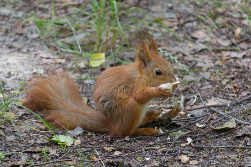 Red squirrel eats a treat in the park stock photos