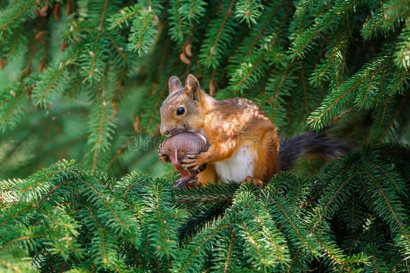 Red squirrel stock image Red squirrel stock image