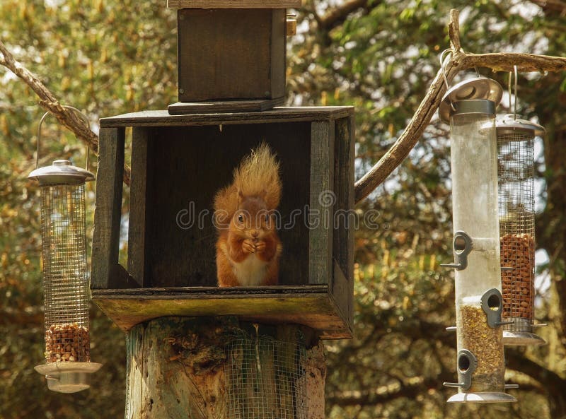 Red squirrel at Feeding Station