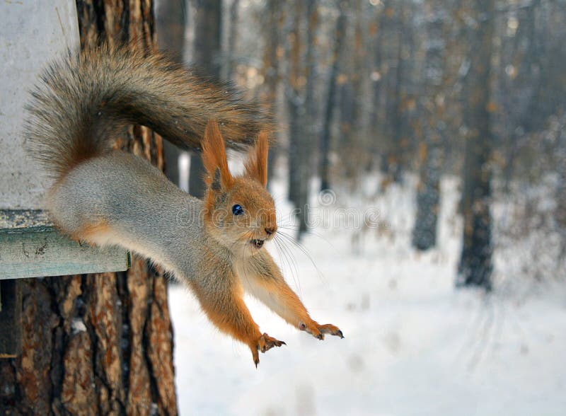 Red Squirrel Jumps From Tree. Stock Photo - Image of creature, cold