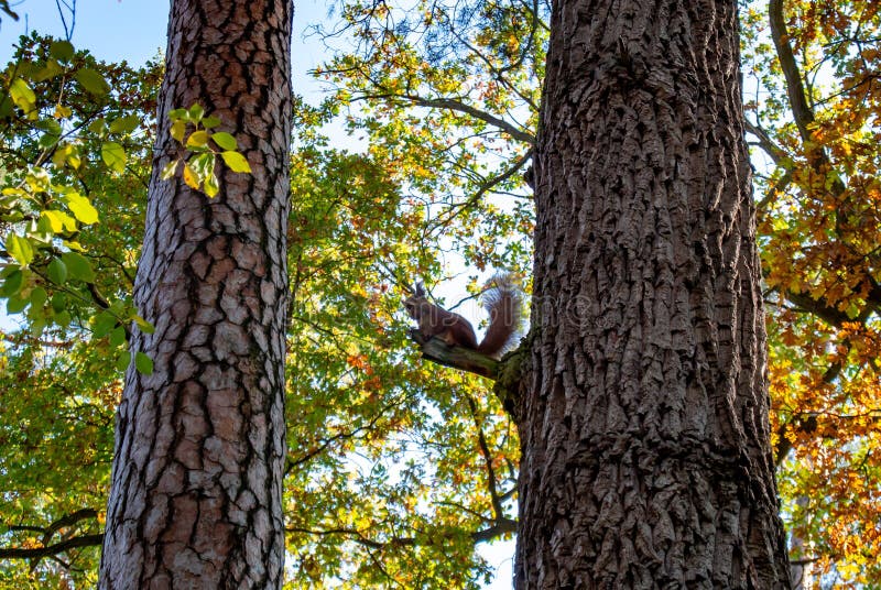 Red squirrel with a nut sits on a branch in the autumn forest stock images Red squirrel with a nut sits on a branch in the autumn forest stock images