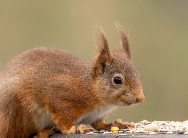 A red squirrel perched on a wooden platform, nibbling on a handful of seeds