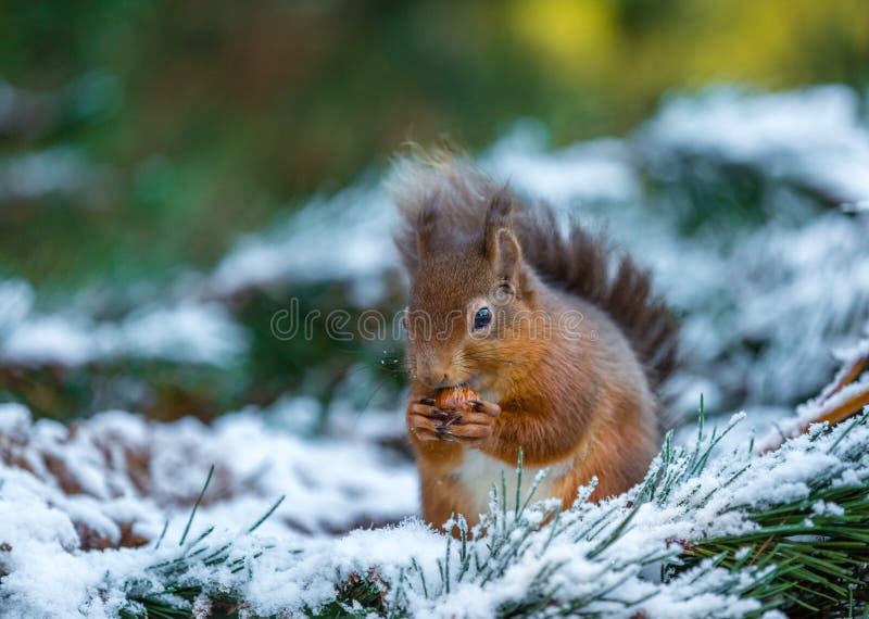 Red squirrel in pine tree