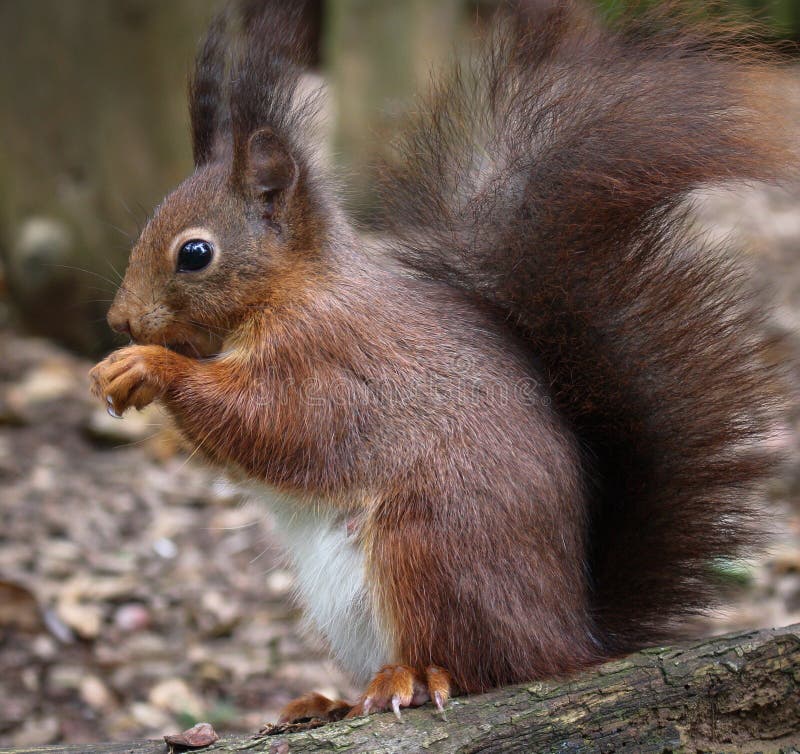 Red squirrel stock photo. Image of chestnut, animal, eating 72897620