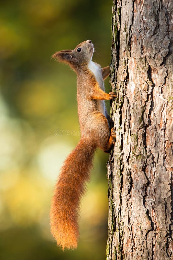 Red squirrel climbing up a pine tree in sunlight with green blurred background