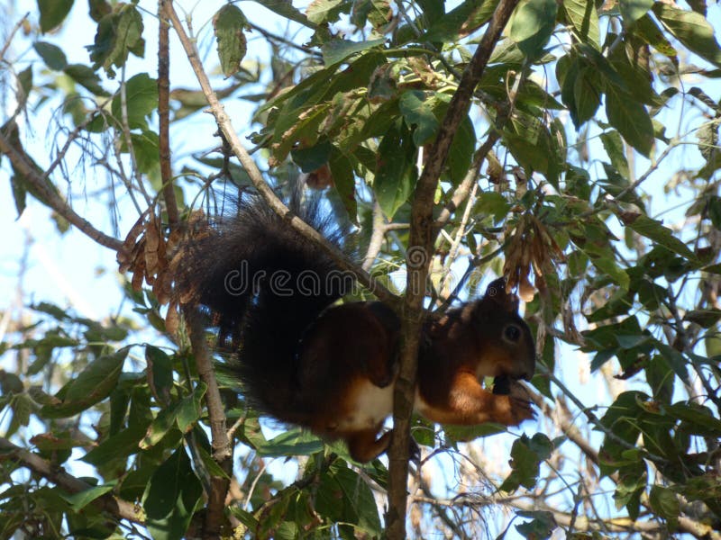 Squirrel Genitalia Stock Photos Free & RoyaltyFree Stock Photos from
