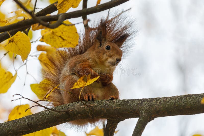 Red squirrel sits on a branch in the park stock photo