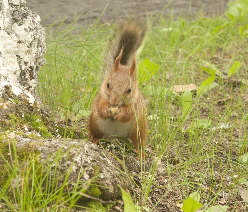 Red Squirrel Sitting Stock Image Image Of Park Fluffy 42760761