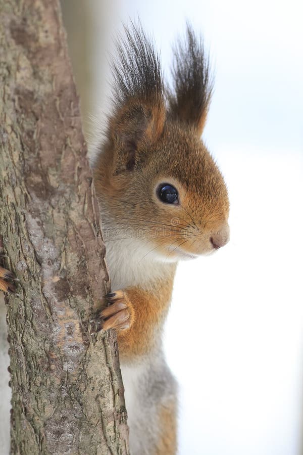 Red squirrel sitting on a tree