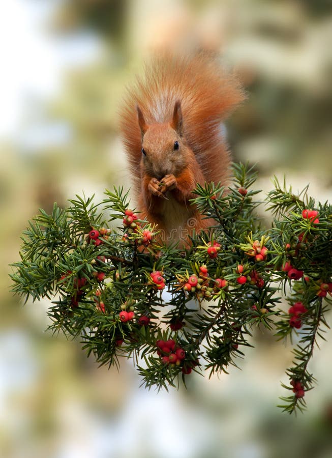Red Squirrel in the Summer of Yew Stock Image Image of natural, cute