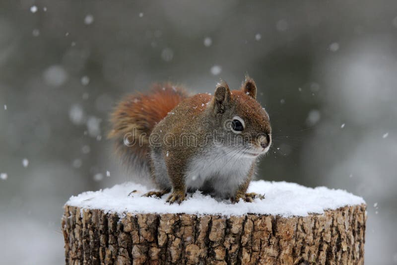 Red Squirrel In Winter Snow Stock Photo  Image of eating, chilly: 51857186